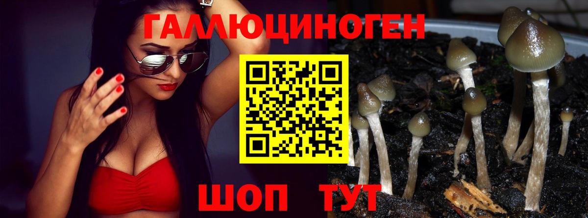 что такое наркотик  Вход с VPN  Геленджик  Псилоцибиновые грибы Psilocybine cubensis 